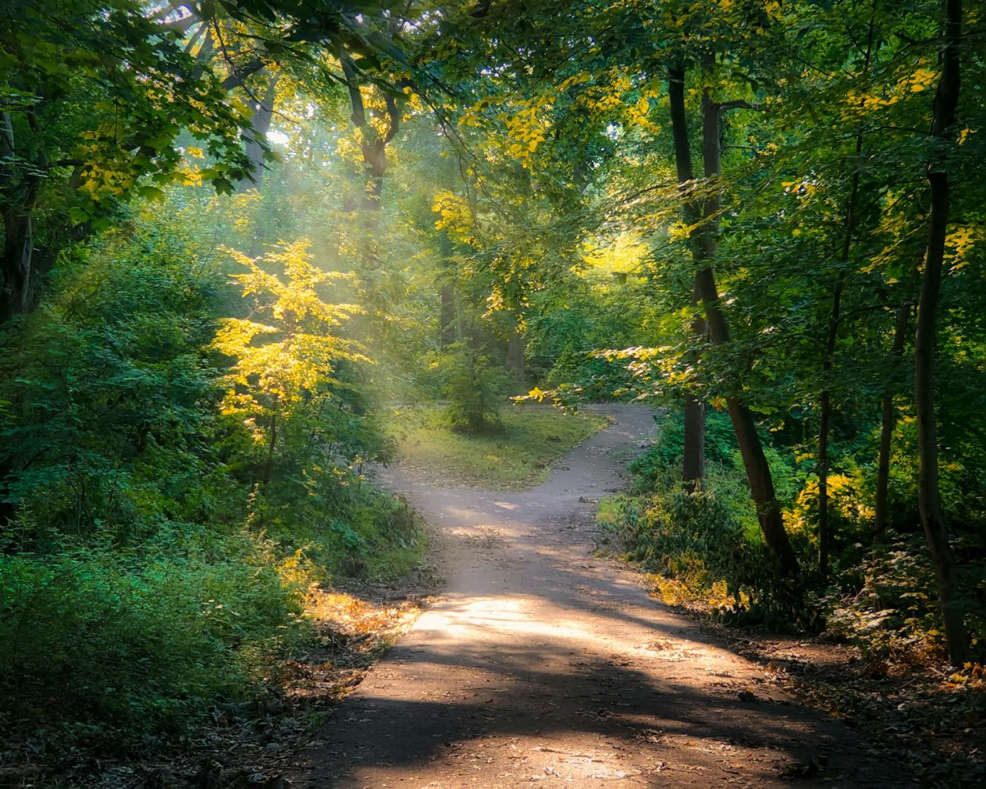 A dirt path winding through a green forest, with sunbeams slanting through the trees.